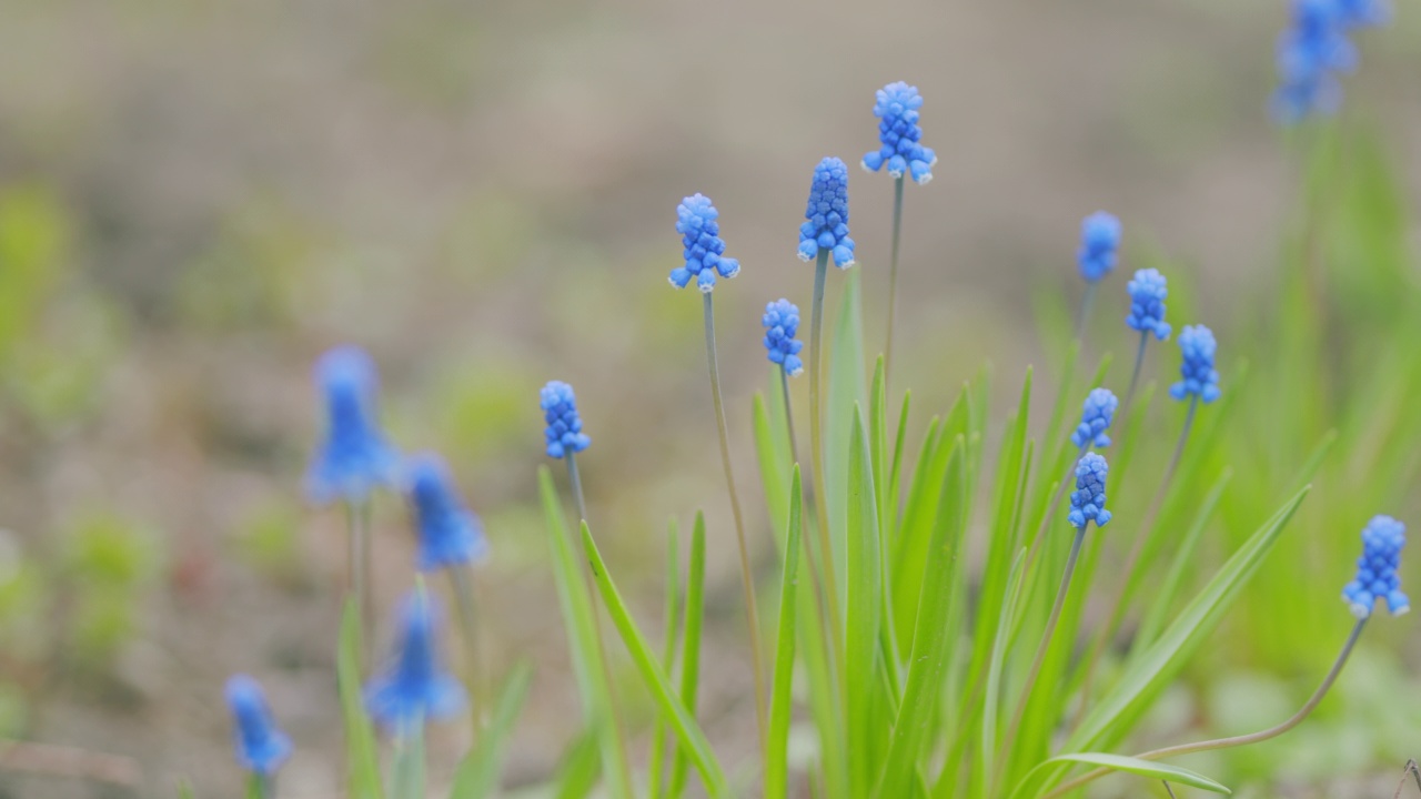 蓝色的春天花葡萄风信子。麝香花或亚美尼亚麝香和葡萄风信子春天的花。平底锅。视频素材