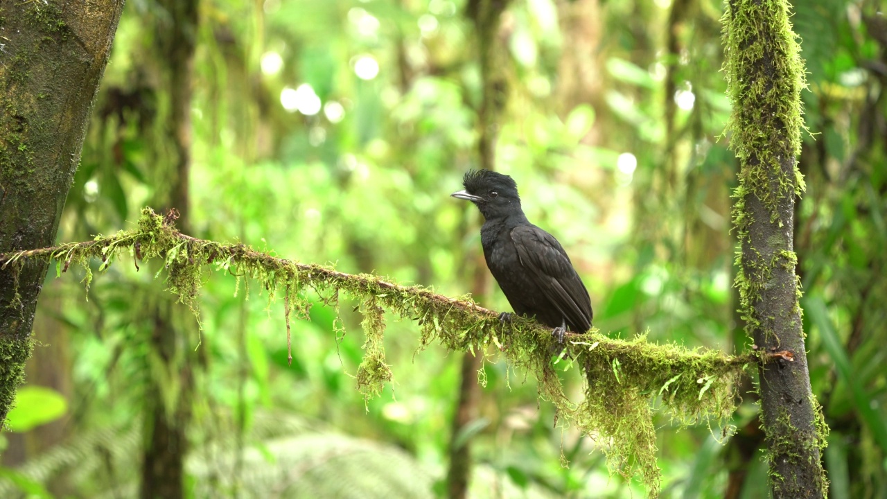 长翅伞鸟，伞鸟科，西班牙名pajaro bolson, pajaro toro, dungali和vaca del monte，稀有黑色鸟类，栖息在潮湿到潮湿的森林中，雌性视频素材