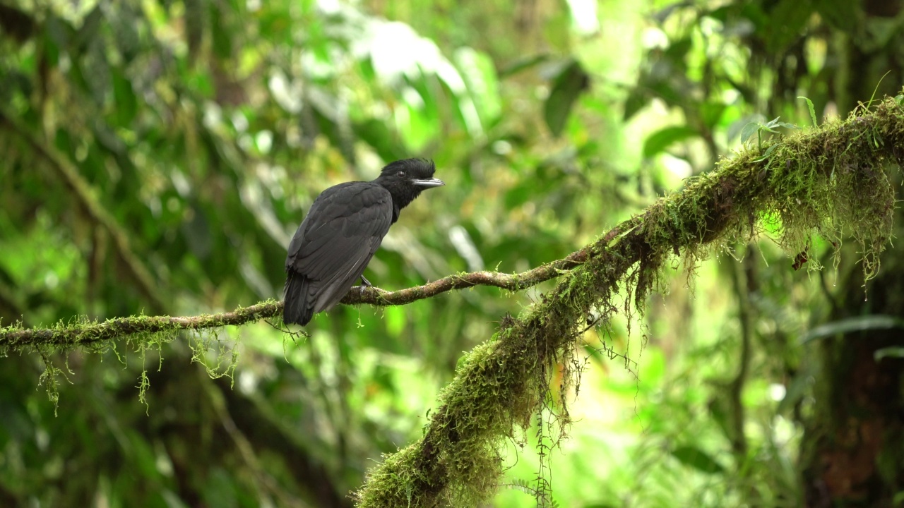 长翅伞鸟，伞鸟科，西班牙名pajaro bolson, pajaro toro, dungali和vaca del monte，稀有黑色鸟类，栖息在潮湿到潮湿的森林中，雌性视频素材