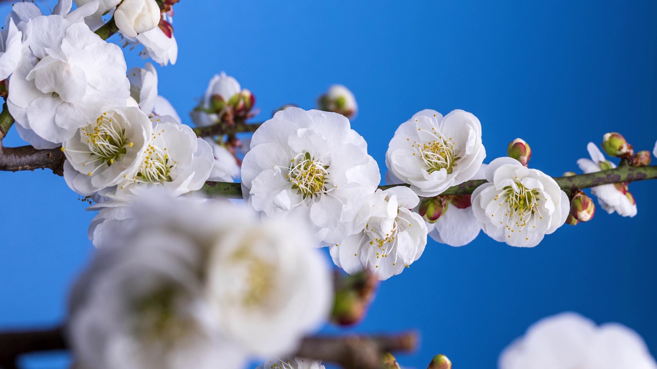 日本白色梅花盛开的延时视频。蓝色背景视频素材