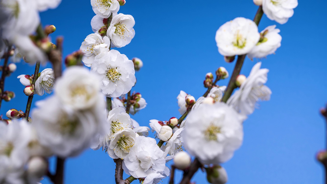 日本白色梅花盛开的延时视频。蓝色背景视频素材