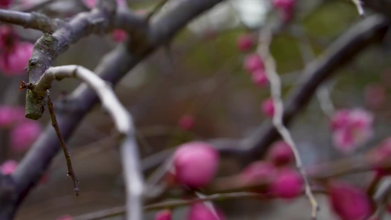 粉色梅花的倾斜视频。视频素材