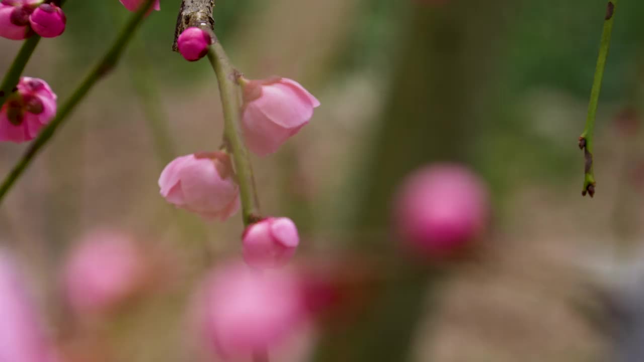 粉色梅花的倾斜视频。视频素材