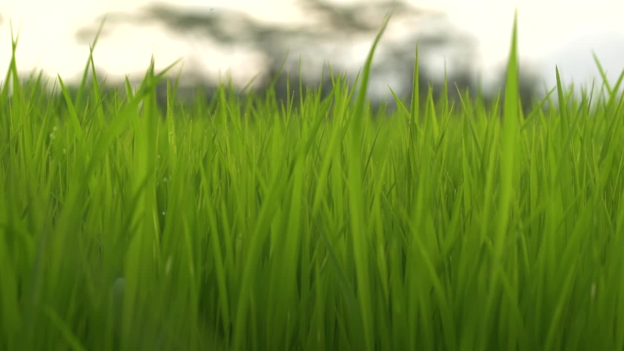 新鲜的青草用露珠剪辑，露珠在青草上的镜头，雨珠在青草上的视频。Сloseup旋转视频素材