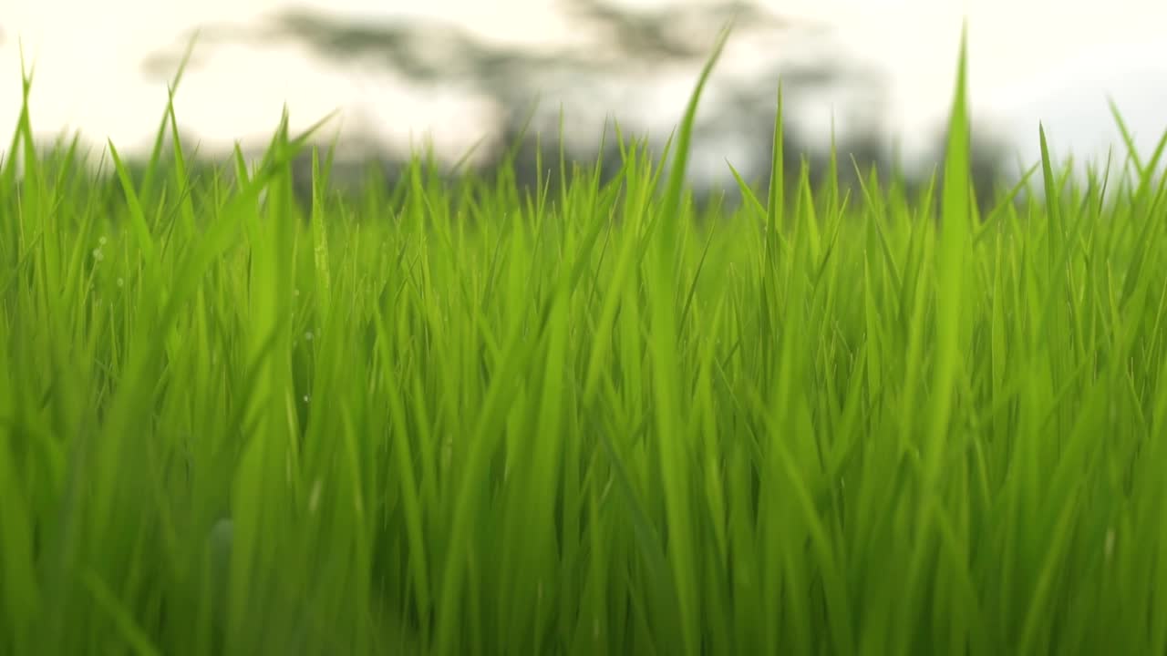 用男性的手触摸和抚摸新鲜的绿草的特写。成年男子的手触摸着嫩草的叶子。4 k视频素材