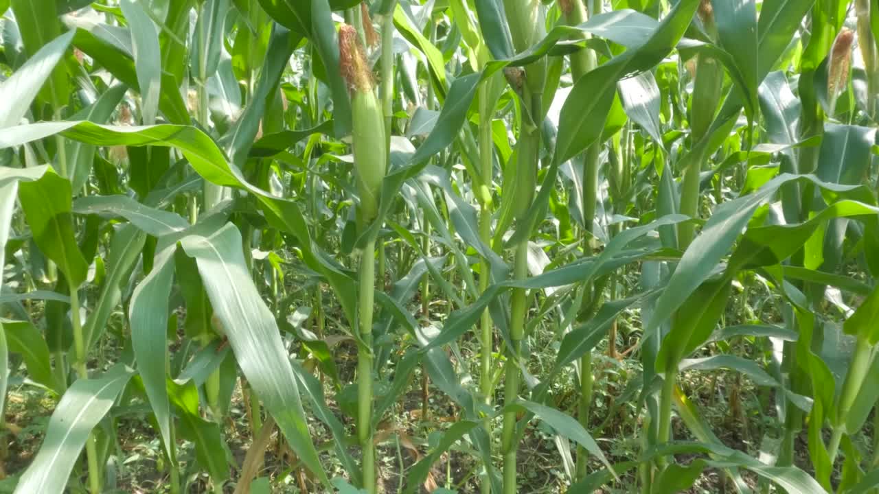 玉米地里成熟的玉米植株在果实生长时的特写，绿叶像叶片一样互相挤压视频素材