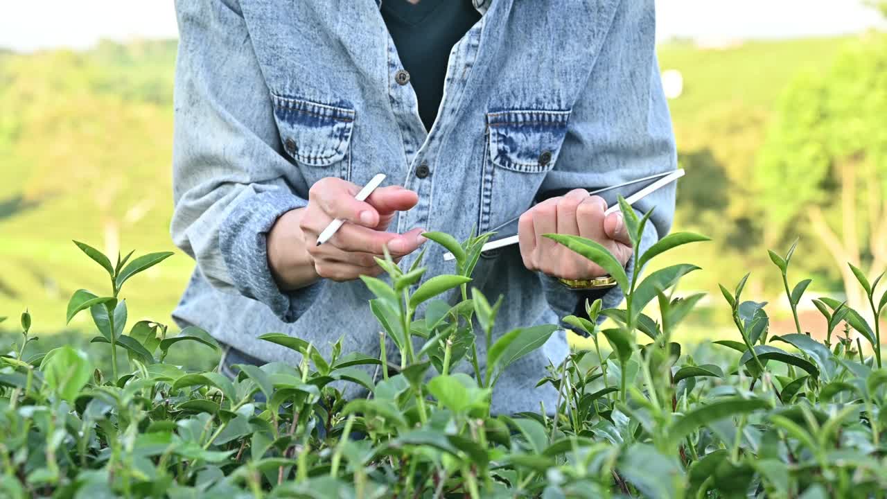 女农民检查茶叶的质量，并在便携式平板上记录信息的裁剪镜头。视频素材