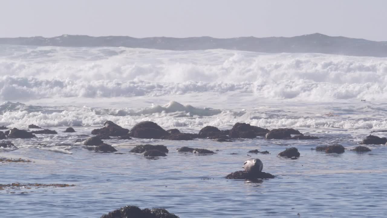 太平洋港口斑海豹、海狮等动物在岩石上休息。加州野生动物。视频素材