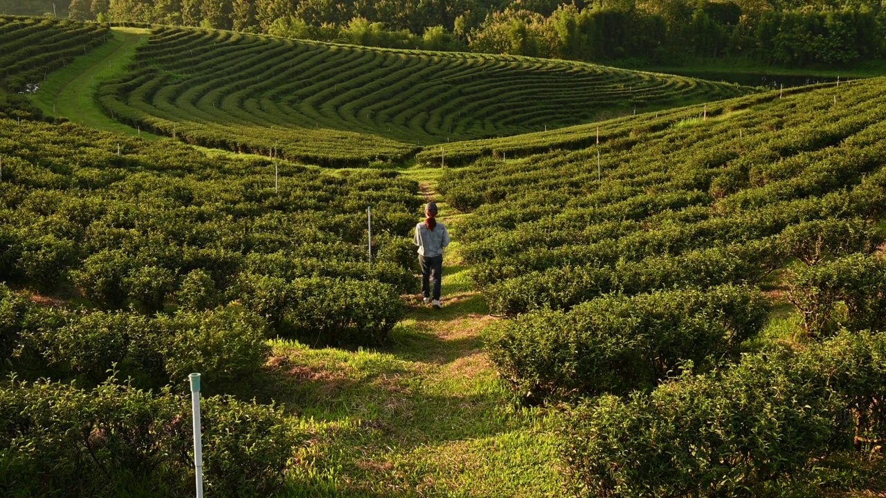 年轻的女农民走过美丽的茶园农场。视频素材