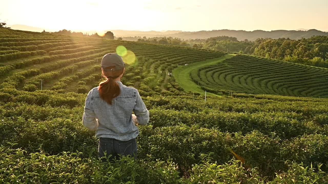 幸福的后景女农民举起手臂，望着夕阳下美丽的茶园。视频素材