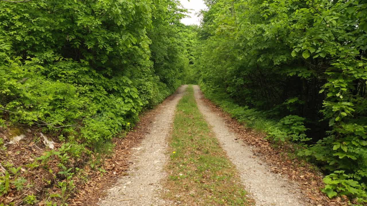 笔直的森林道路在绿色阳光的森林景观。视频素材