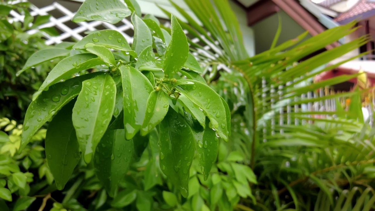 背景，榕树，彩色图像，露，滴视频素材