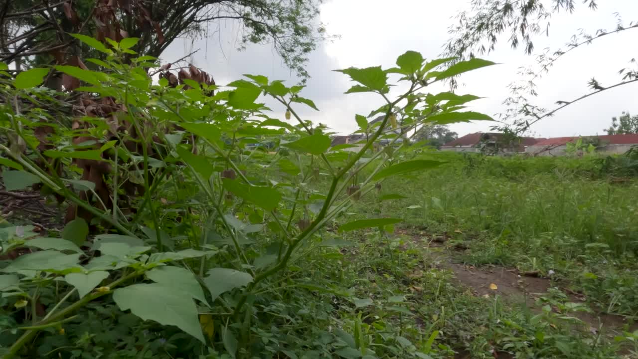 近距离的樱花盛开和结果，它的叶子在风中摇曳视频素材