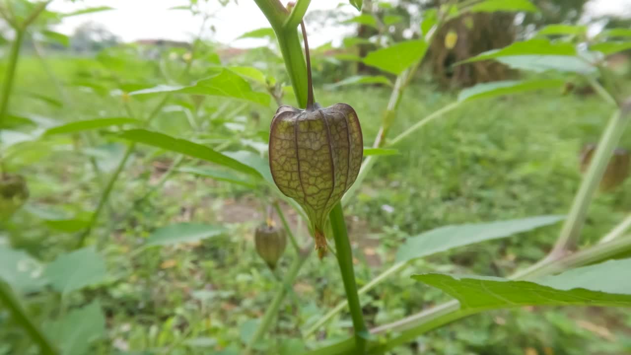 近距离拍摄樱花盛开的果实和年轻的果实，叶子在风中摇曳视频素材