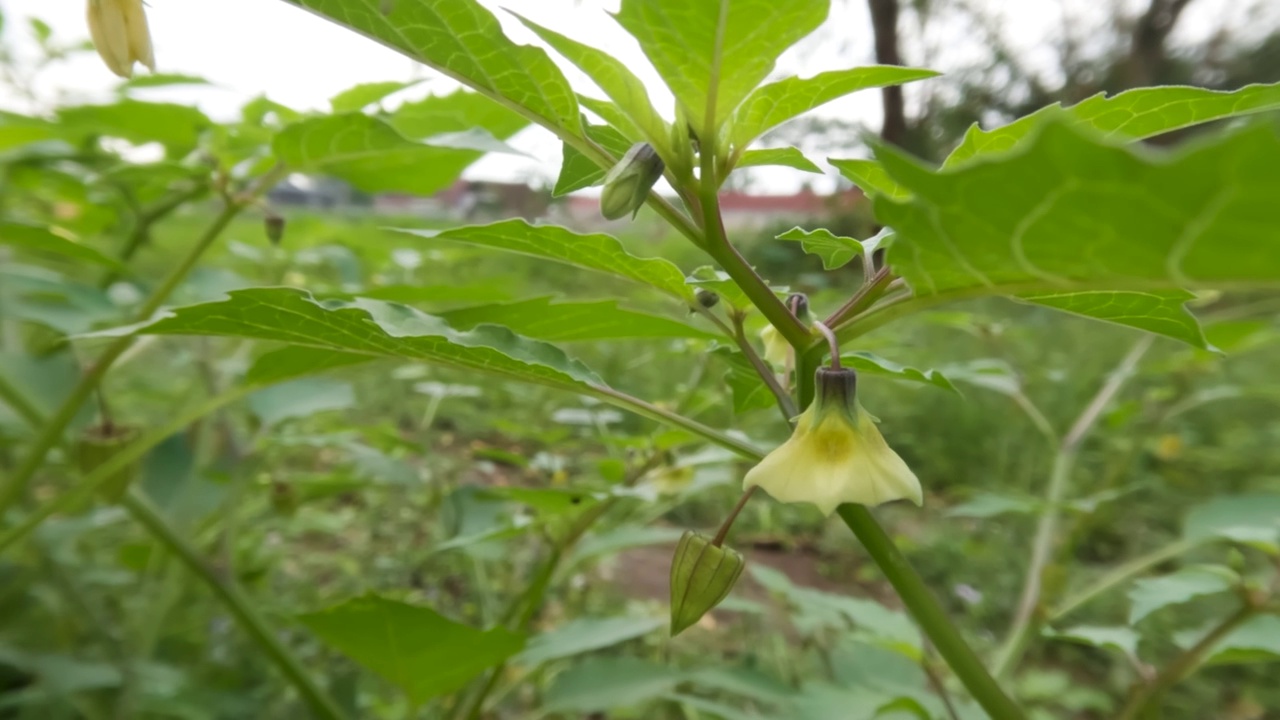 近距离拍摄樱花盛开的果实和年轻的果实，叶子在风中摇曳视频素材