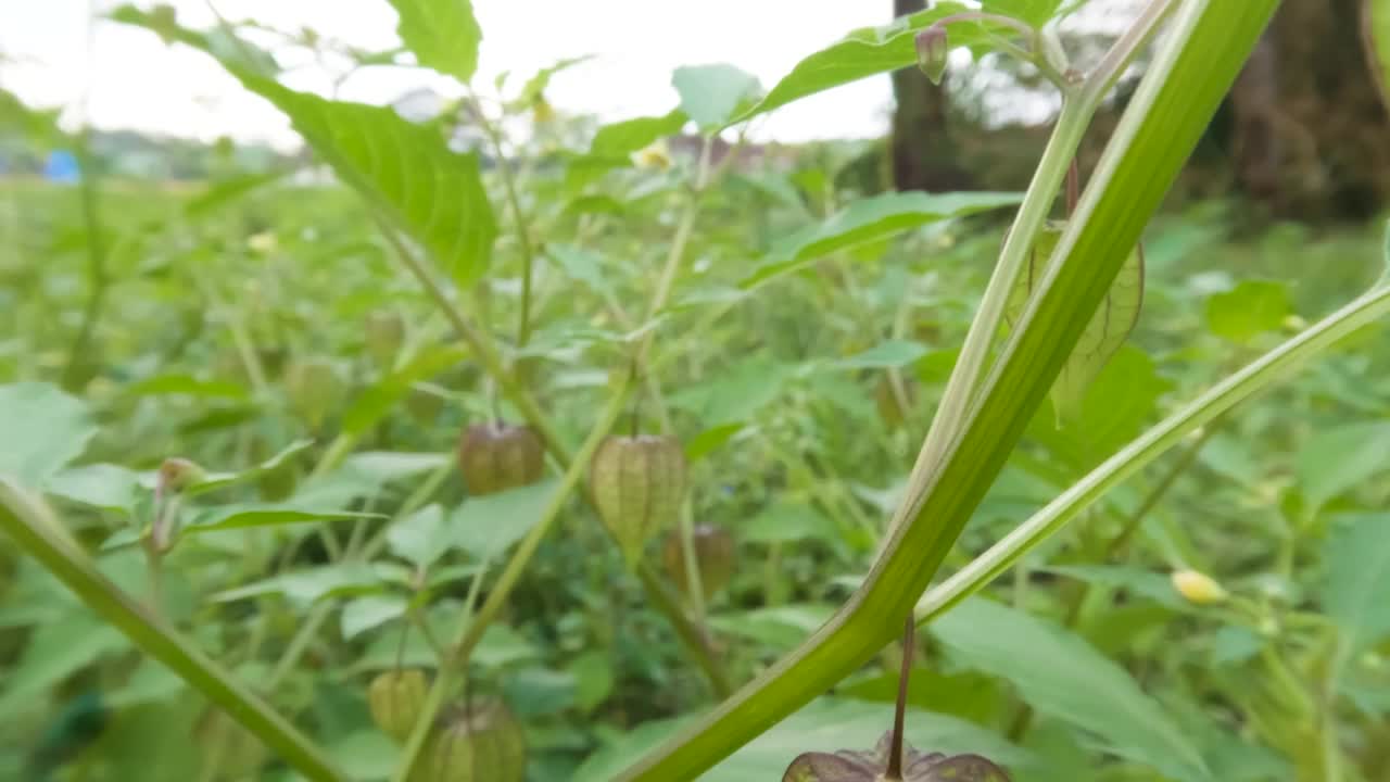 近距离拍摄樱花盛开的果实和年轻的果实，叶子在风中摇曳视频素材