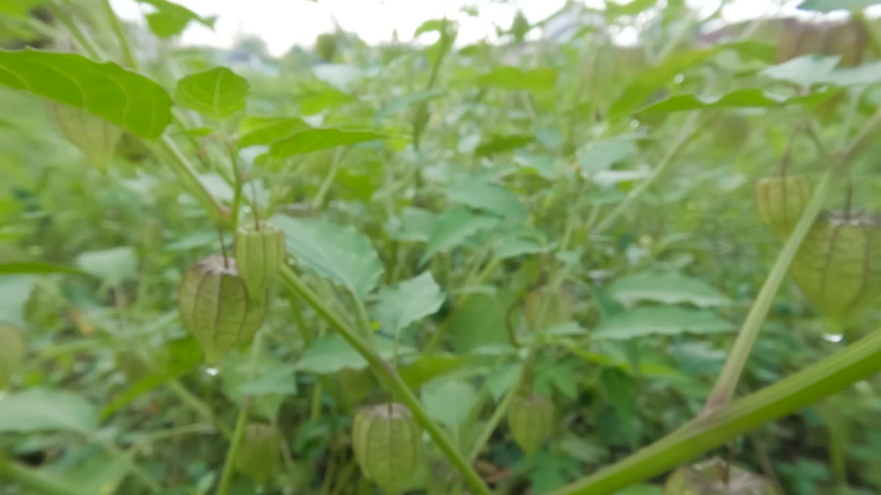 近距离拍摄樱花盛开的果实和年轻的果实，叶子在风中摇曳视频素材