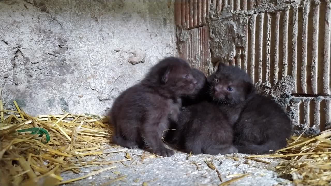 刚出生的黑小猫互相取暖视频素材