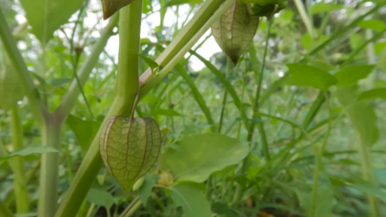 近距离拍摄樱花盛开的果实和年轻的果实，叶子在风中摇曳视频素材