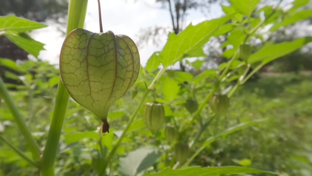 近距离拍摄樱花盛开的果实和年轻的果实，叶子在风中摇曳视频素材