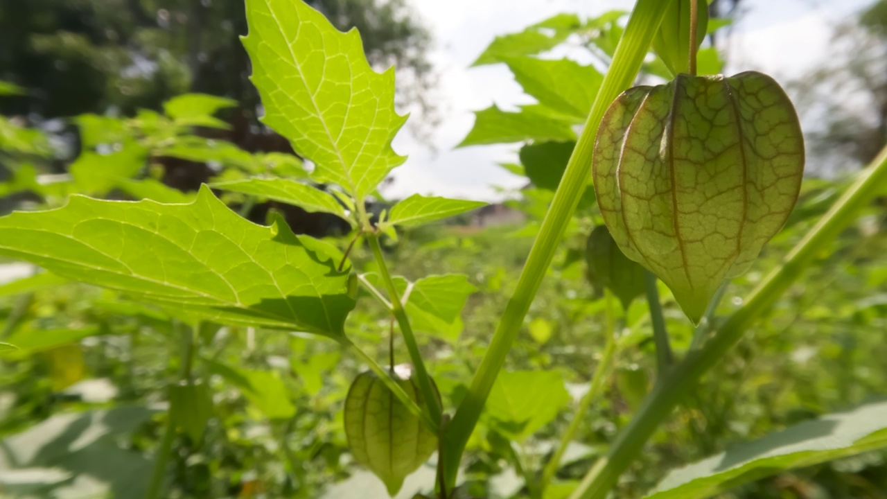 近距离拍摄樱花盛开的果实和年轻的果实，叶子在风中摇曳视频素材