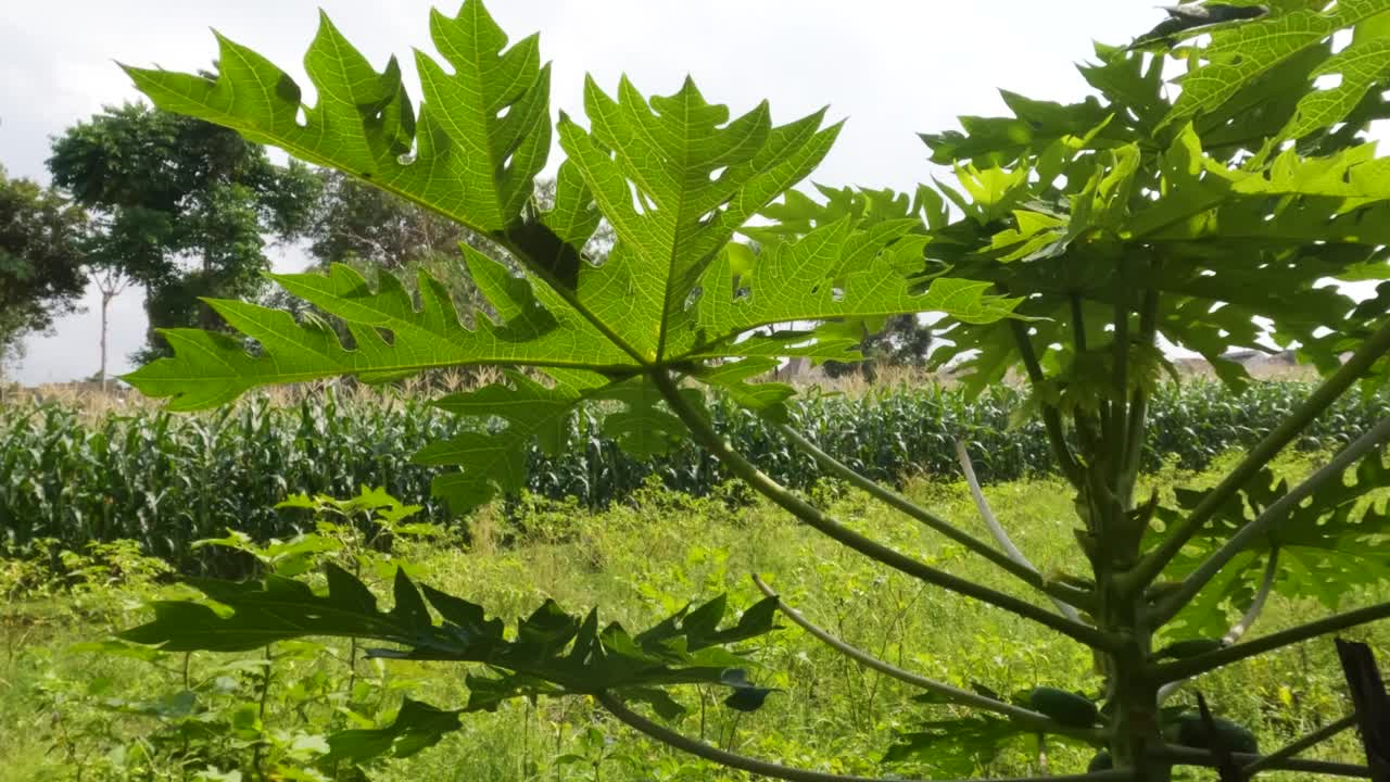 木瓜植物的绿叶特写，有手指叶的形状视频素材