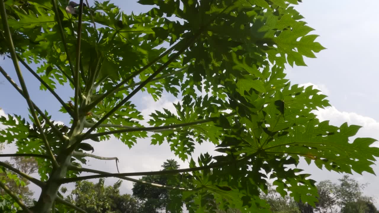 木瓜植物的绿叶特写，有手指叶的形状视频素材