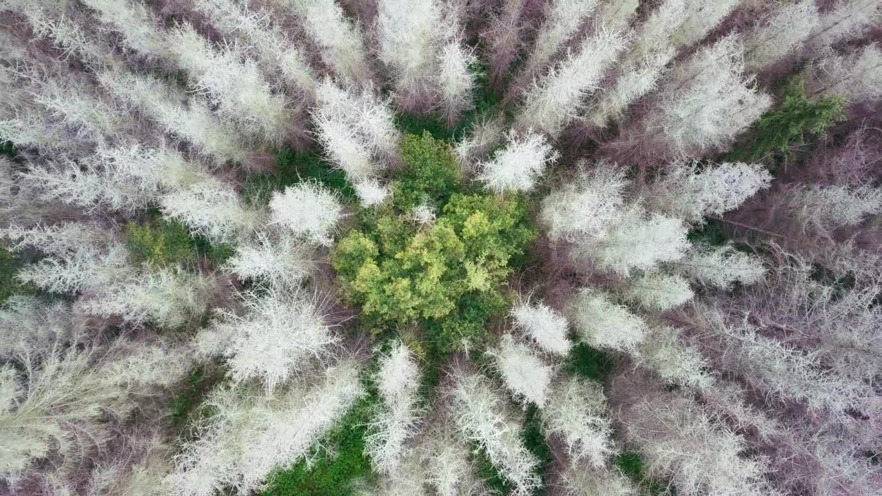 从上到下鸟瞰美丽的冬季森林树梢。视频素材