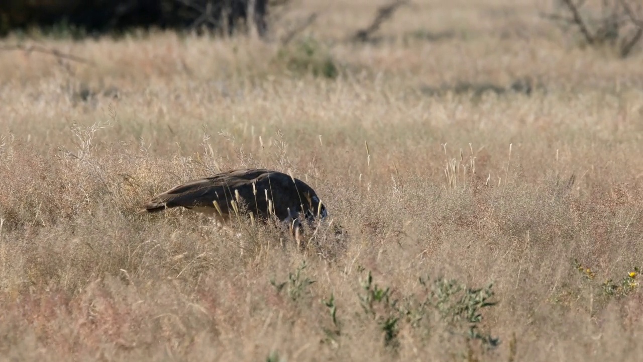 Kori Bustard, Etosha nambie，非洲野生动物园野生动物视频素材