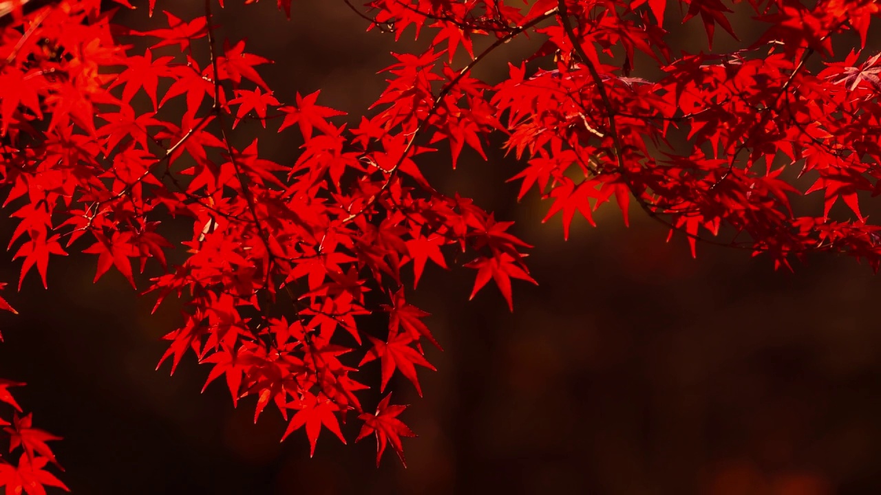 日本的秋枫。视频素材