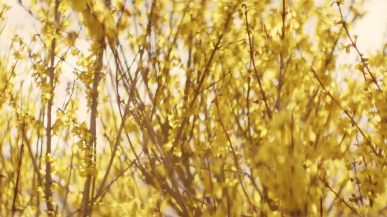 在美丽的花园中，盛开着许多黄色花朵的连翘树枝视频素材