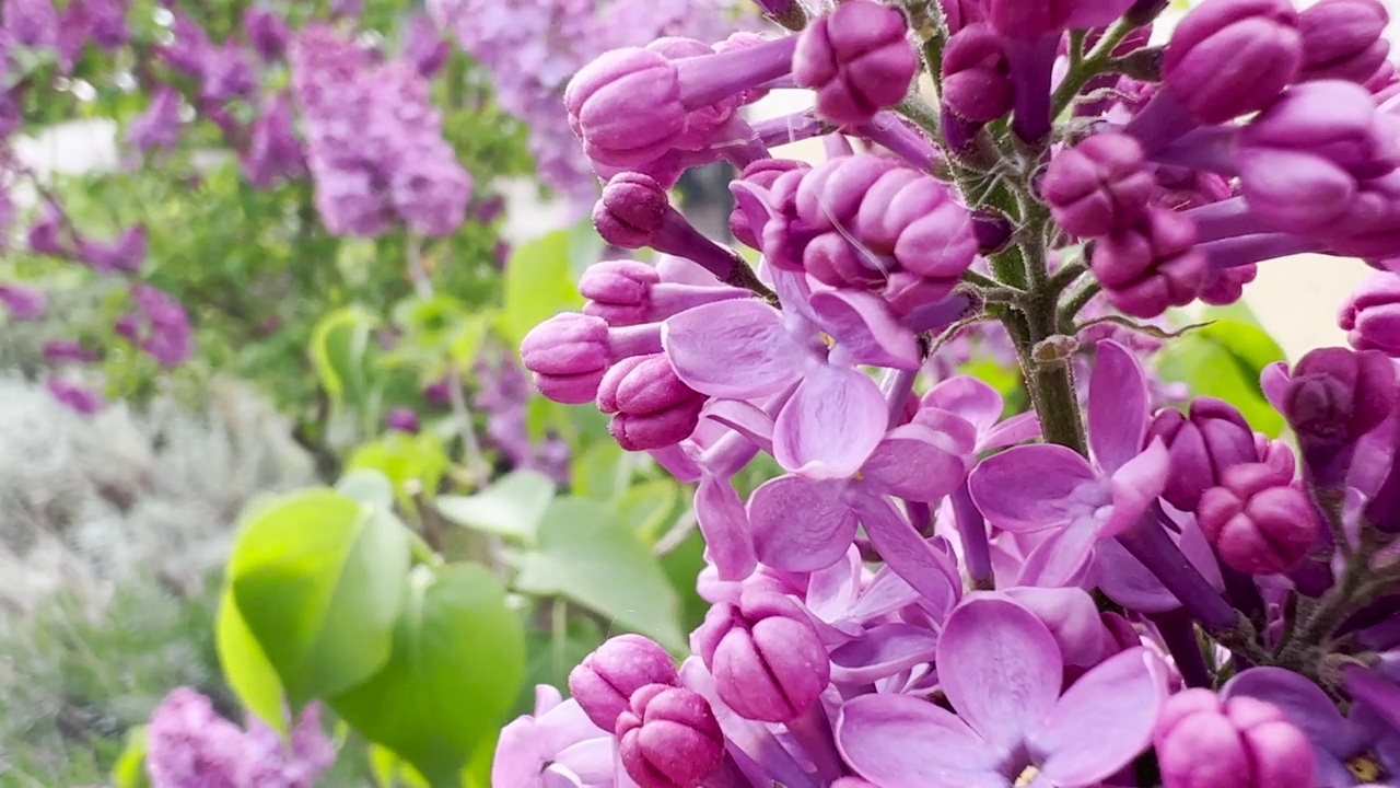 盛开的紫丁香花在花园里视频素材