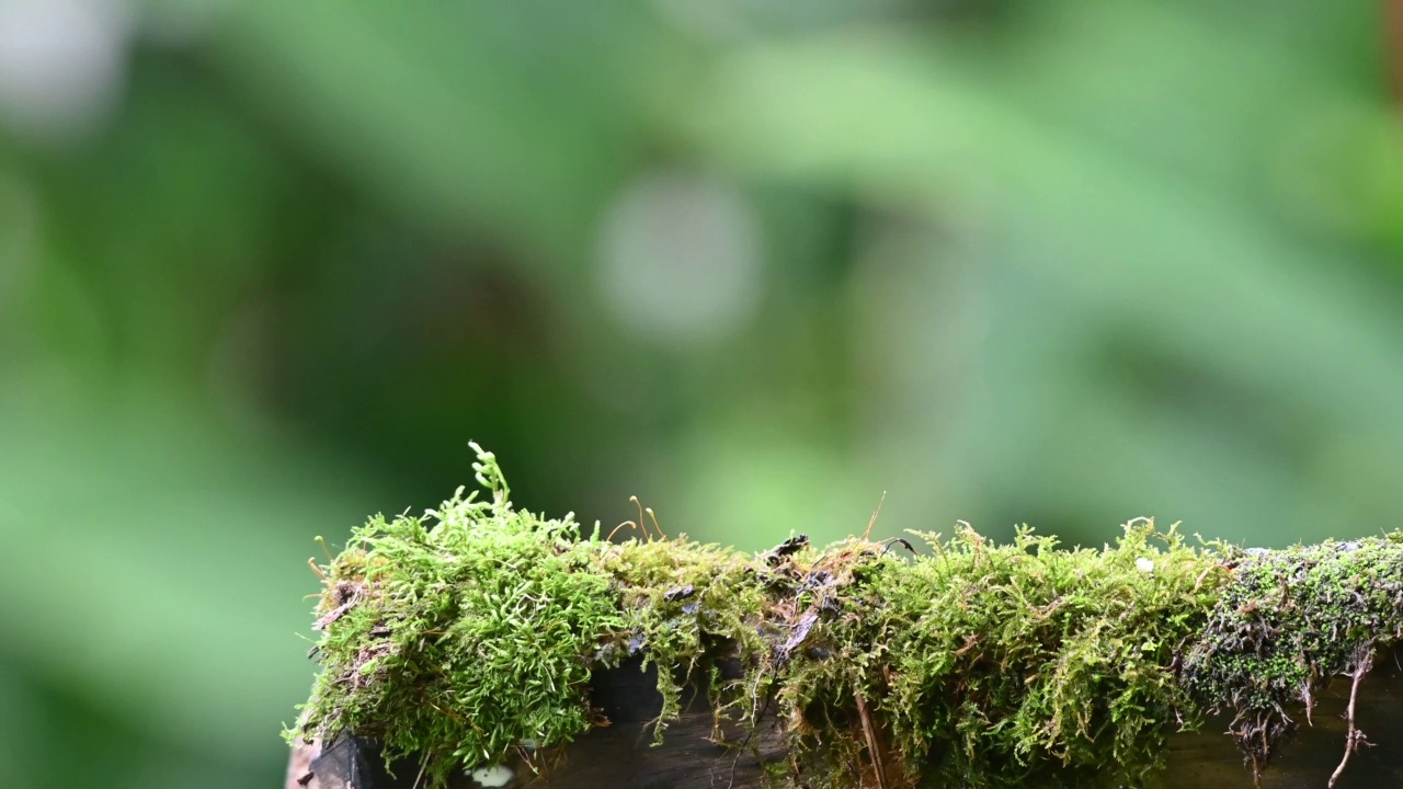 在雨天潮湿的森林里的唐纳棕榈(Thraupis palmarum)。它以长满地衣的树枝上的水果和昆虫为食。视频素材