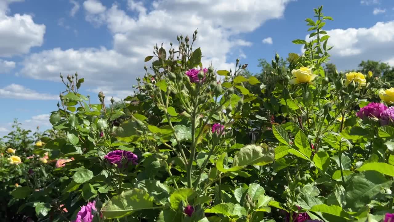 在多云的天空下，有紫色、黄色、粉色的花。视频素材