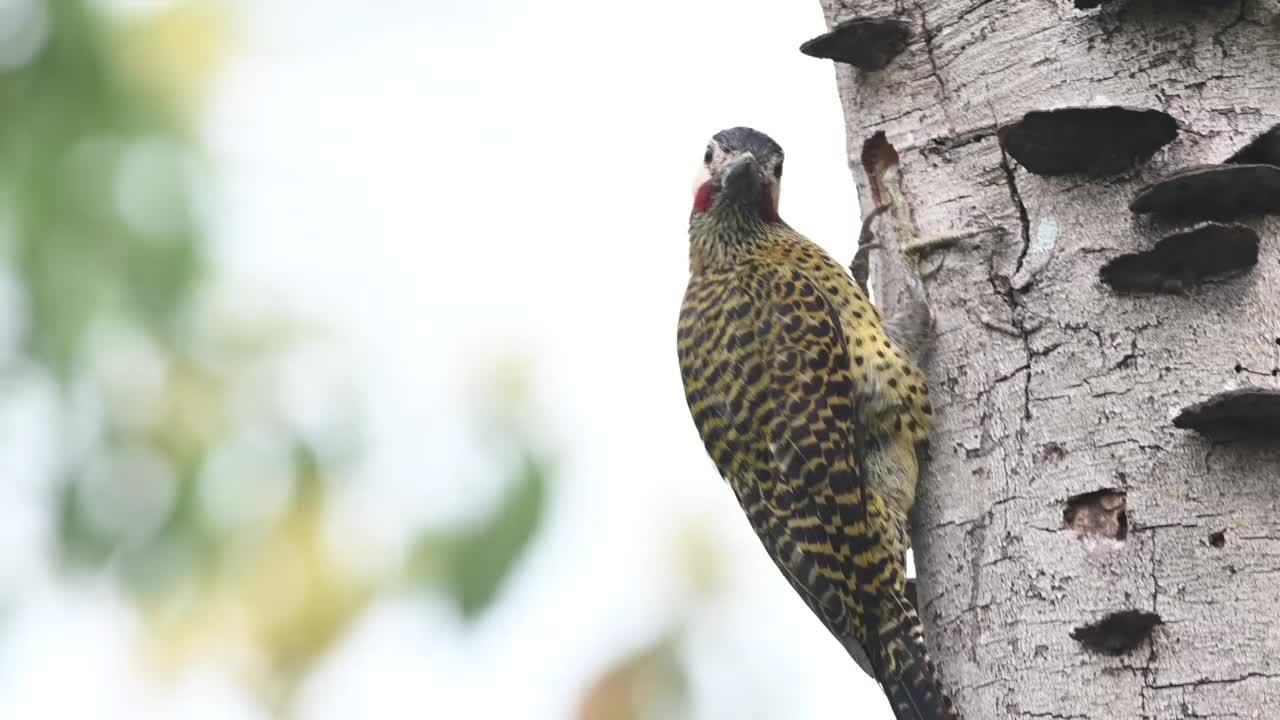 绿斑啄木鸟(Colaptes melanochloros)准备在干燥的树上筑巢。视频素材