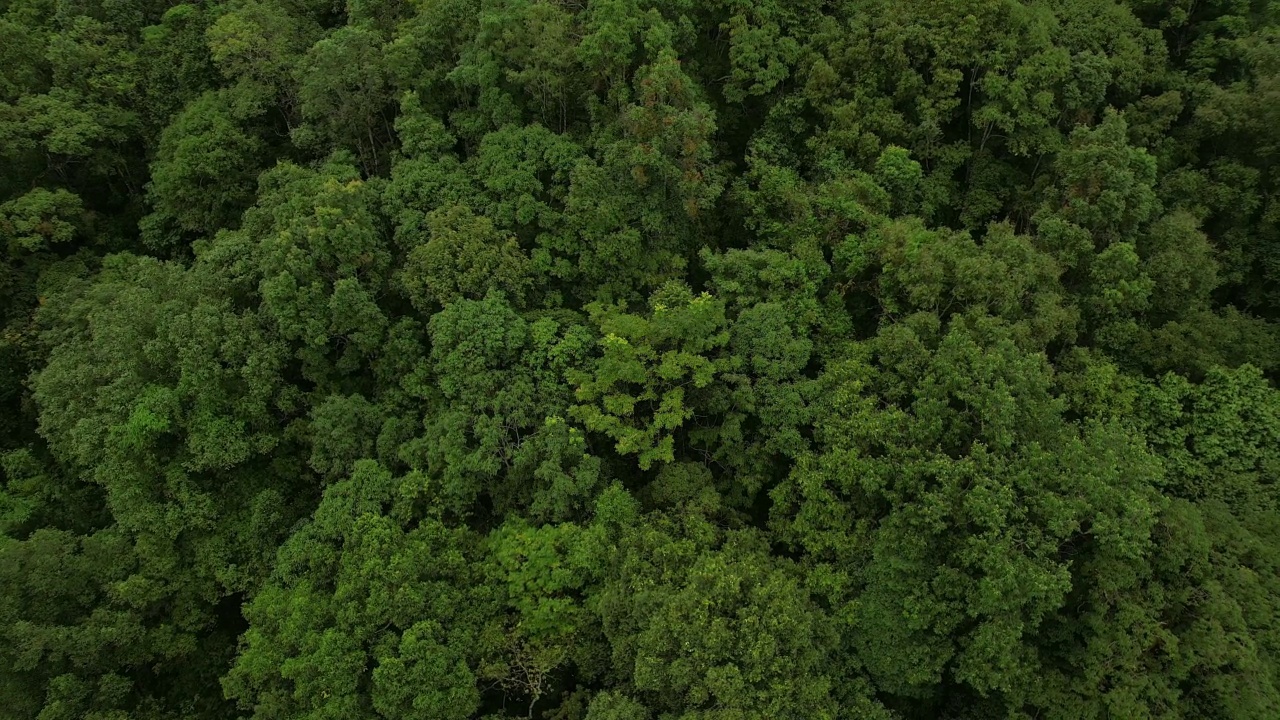 4k，鸟瞰图，在森林里的树上面飞行。视频下载