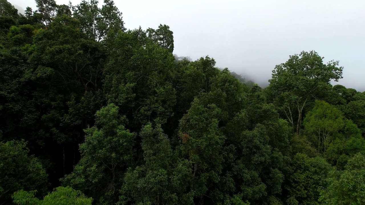 4k，鸟瞰图，在森林里的树上面飞行。视频素材