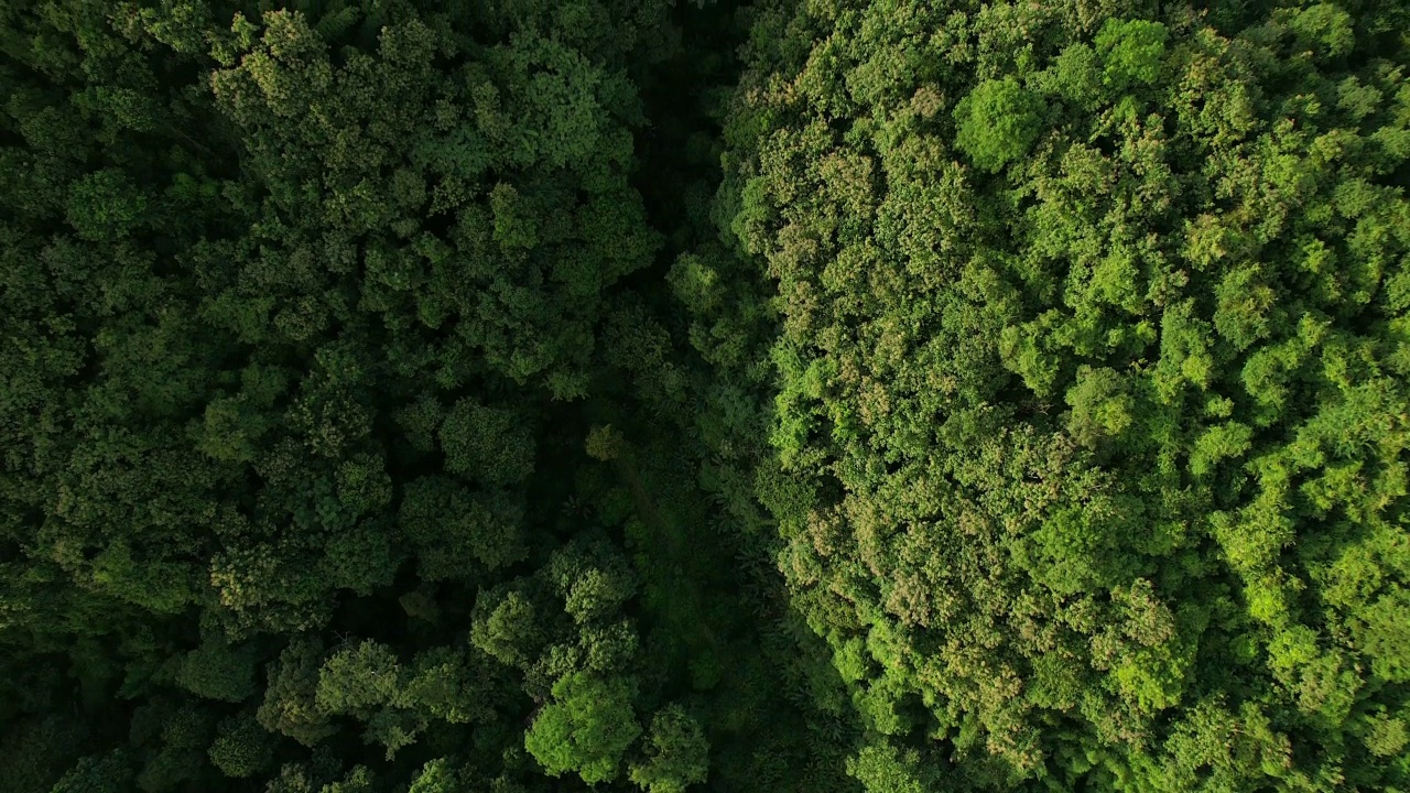 4k，鸟瞰图，在森林里的树上面飞行。视频下载