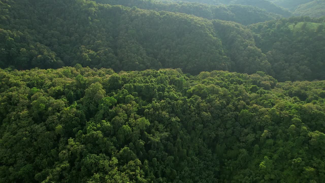 4k，鸟瞰图，在森林里的树上面飞行。视频下载