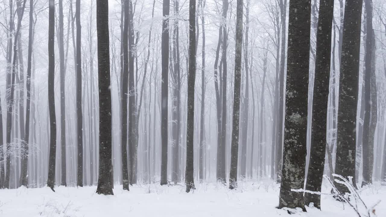 静观山毛榉林中飘落的雪花。视频素材