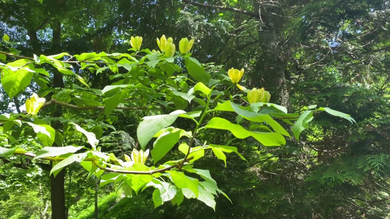 春天公园里，绿叶间开着黄花的玉兰树。视频素材