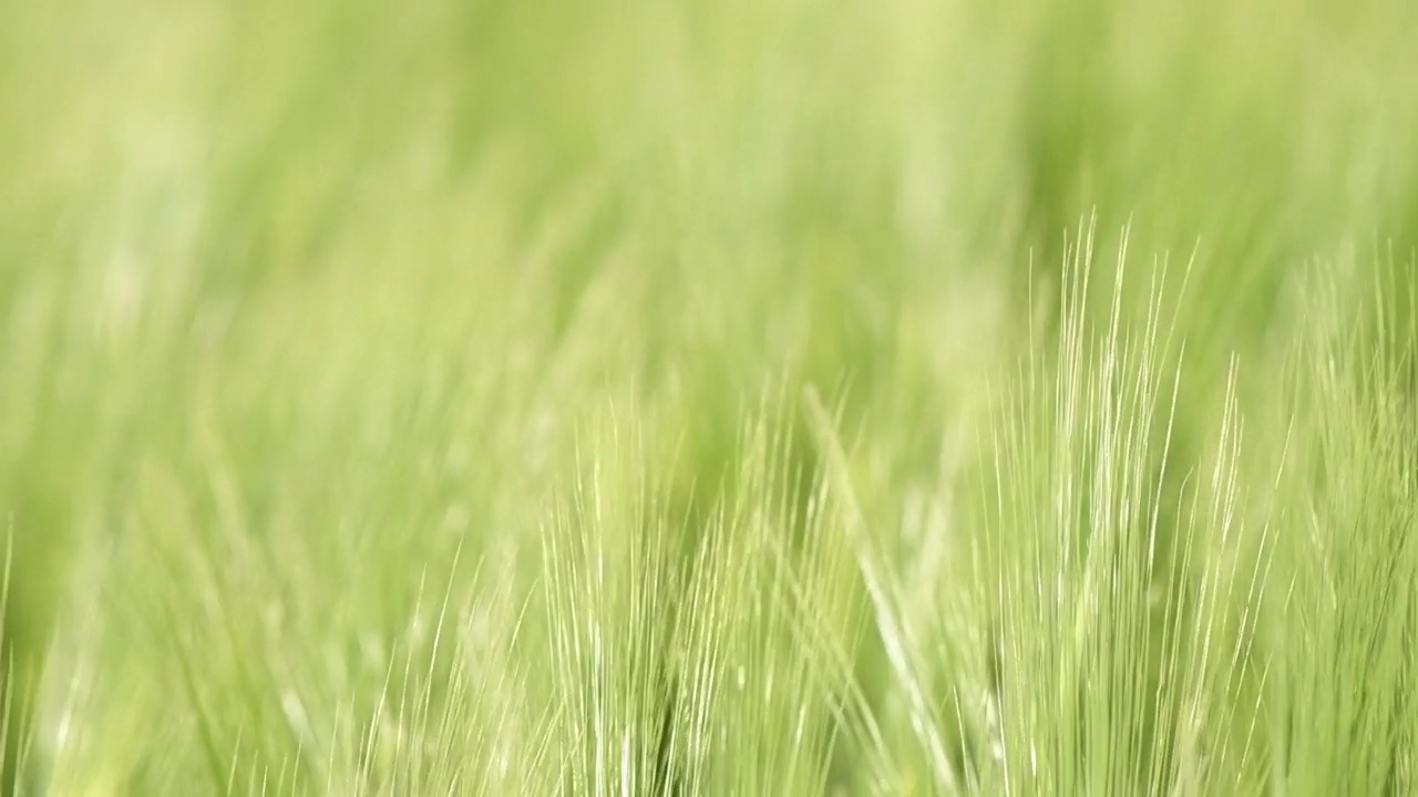 农村青稞(Hordeum Vulgare)田视频素材