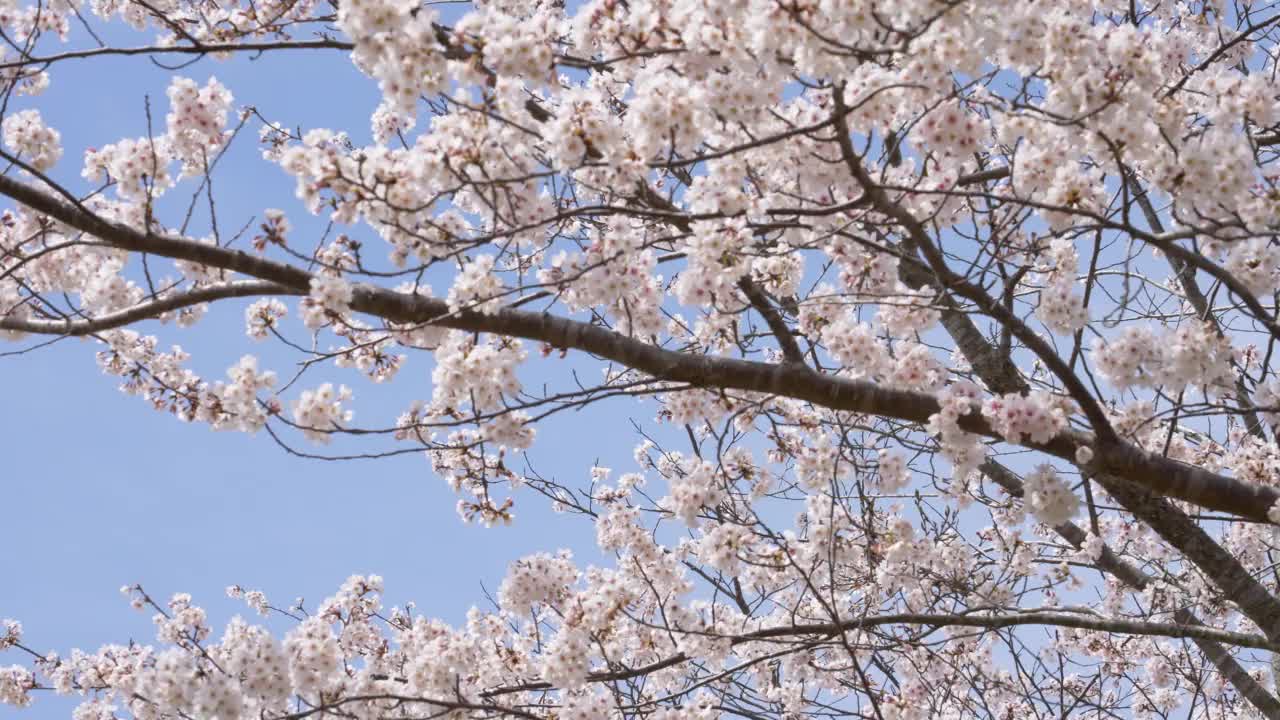 樱花的树视频素材