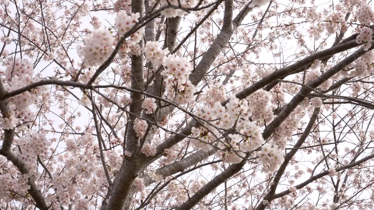 樱花的树视频素材