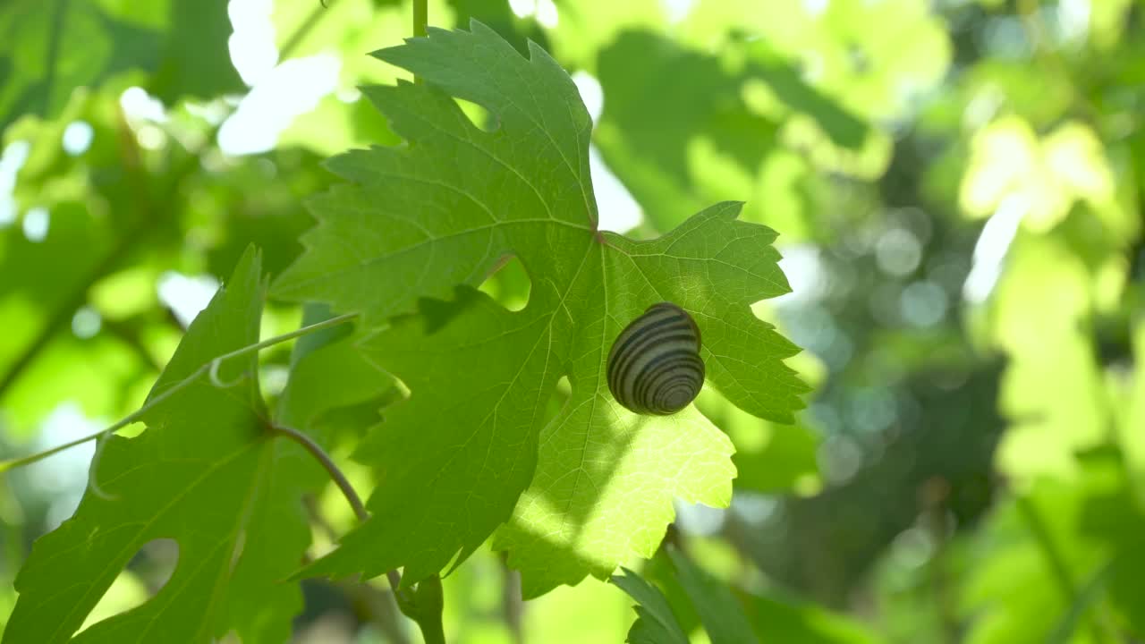 绿叶子上有条纹的圆形蜗牛壳。视频素材