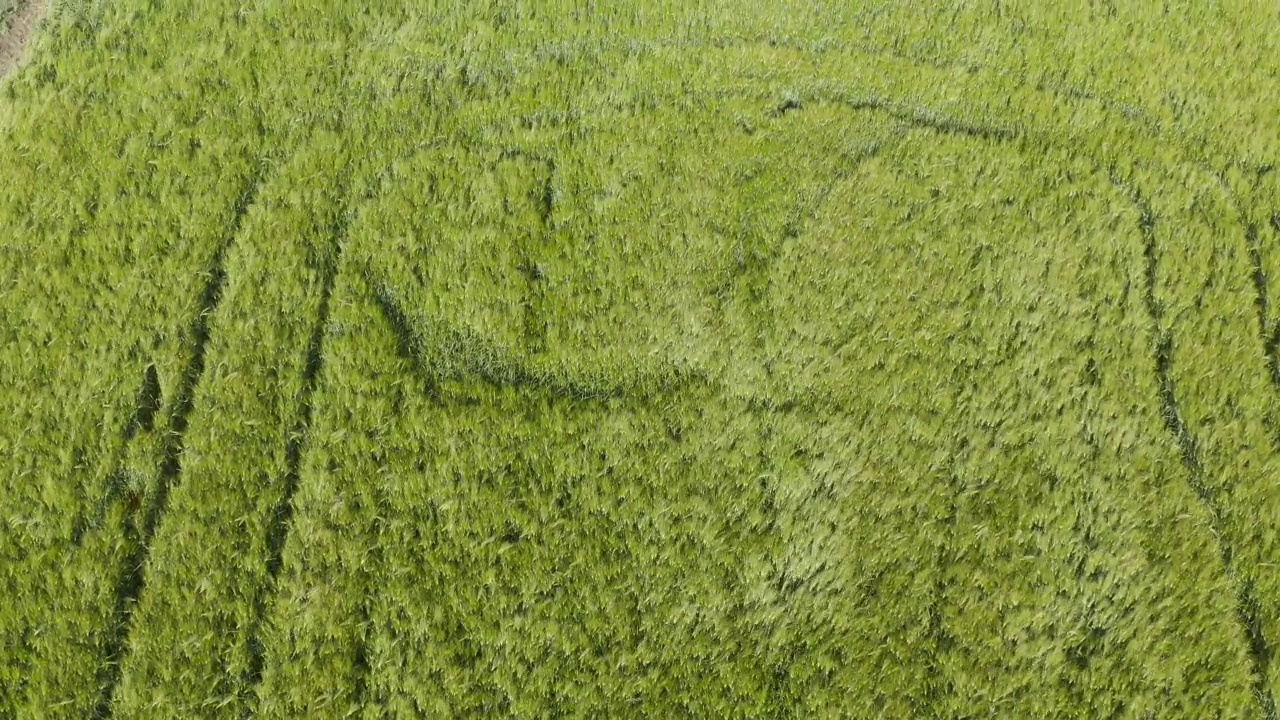 日落时青绿未熟大麦(Hordeum Vulgare)种植园的鸟瞰图视频素材