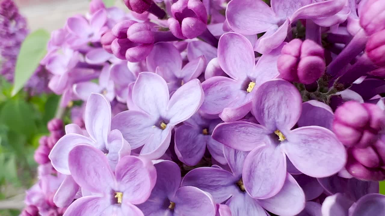 花园里盛开的紫丁香花，特写视频素材