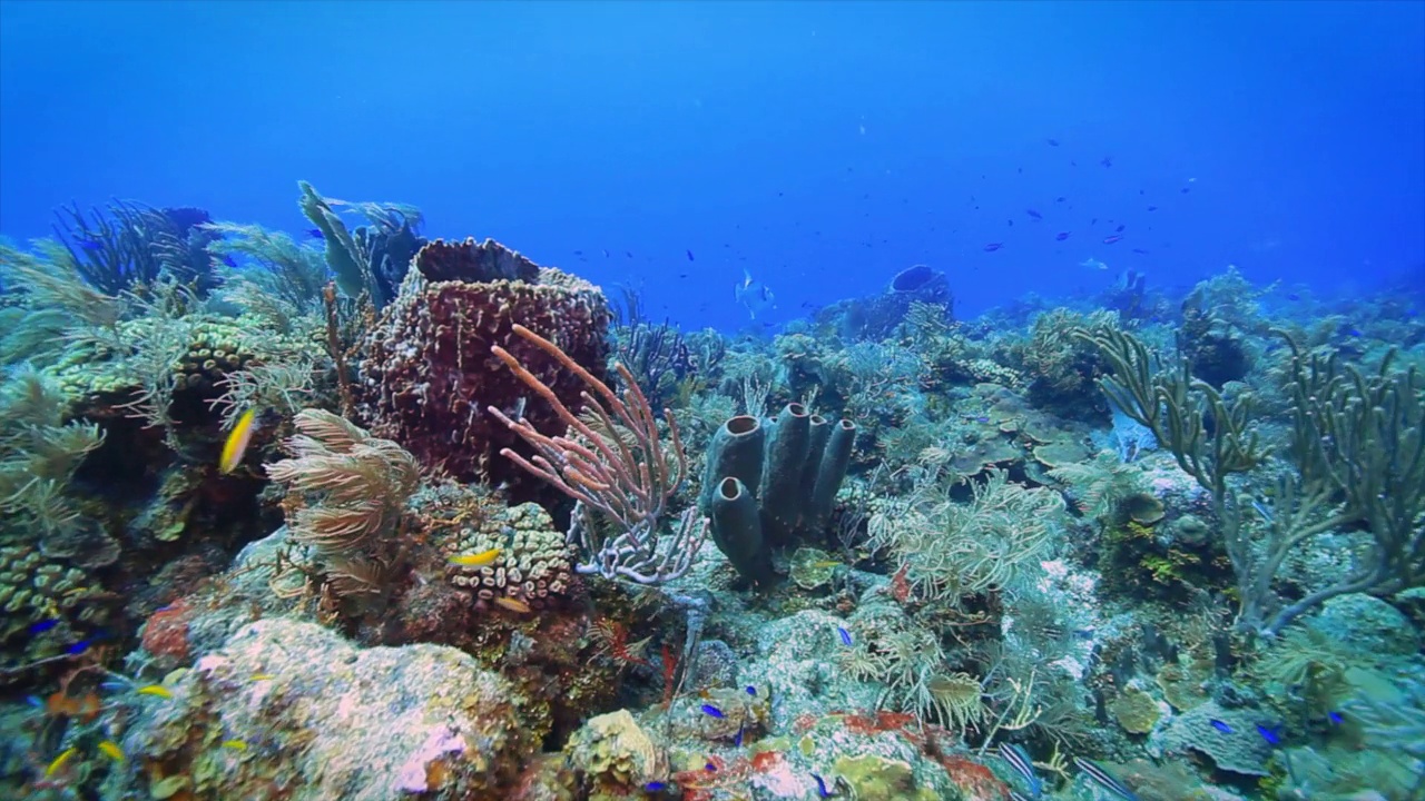 Roatan TR珊瑚礁视频素材