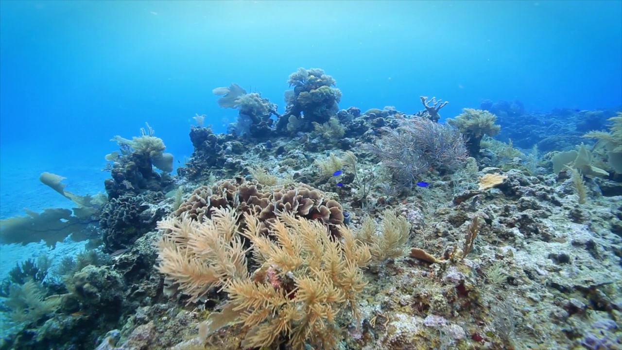 Roatan TR-3的珊瑚礁视频下载