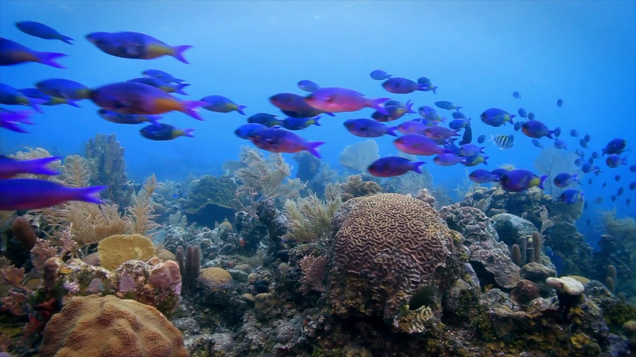 Roatan TR-2的珊瑚礁视频下载